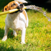 8 Ways to Keep Your Dog Cool in The Summer Heat