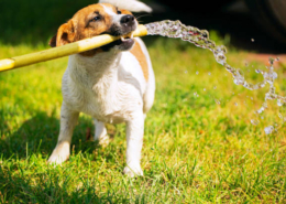 8 Ways to Keep Your Dog Cool in The Summer Heat