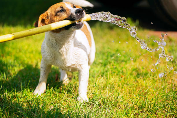 8 Ways to Keep Your Dog Cool in The Summer Heat